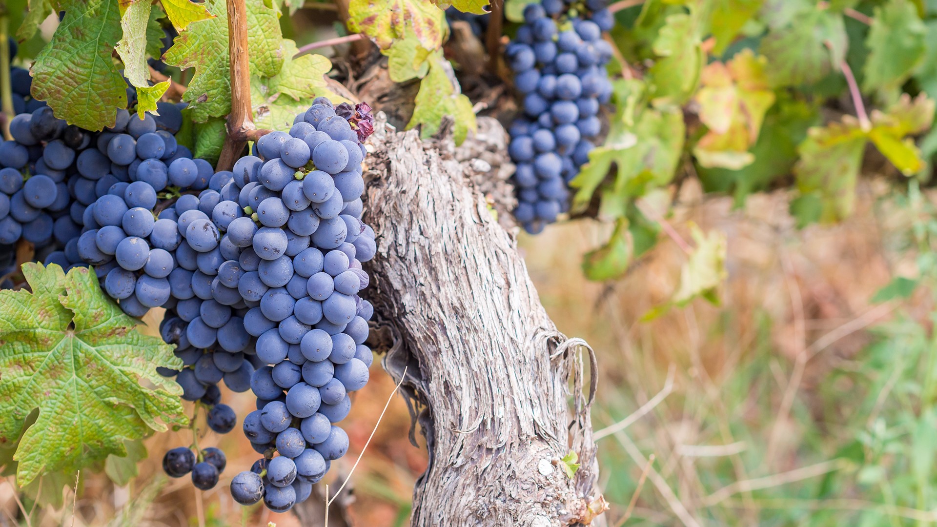 Fio_agri_farming_south_africa_winelands_vineyard